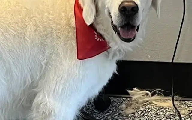 Shearers Grooming Salon in Venice, FL