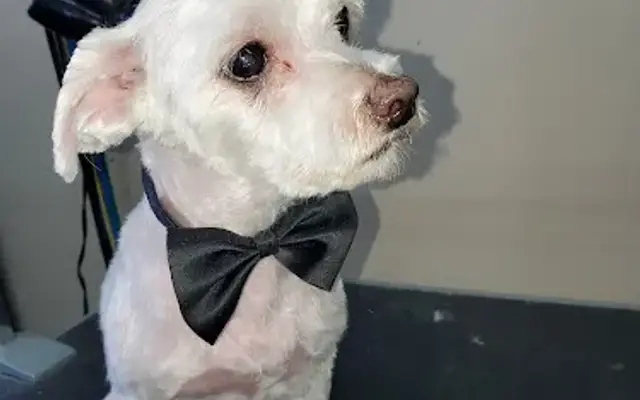 J.Howlers Dog Grooming in Taylorsville, KY