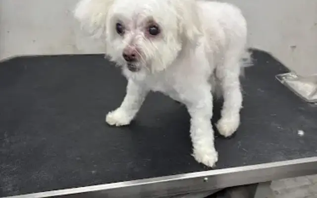 Petworx mobile grooming in Weatherford, TX