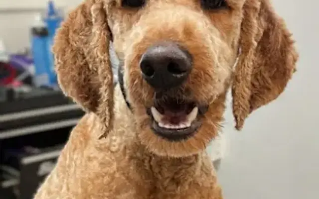 The Grooming Station in Blaine, MN