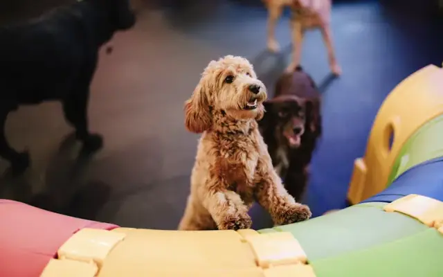 Hill Family Pet Care in Chicago, IL