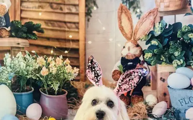 Pawfect Time in Palm Desert, CA