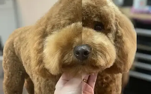 Pampered Paws Grooming Salon in Chillicothe, OH