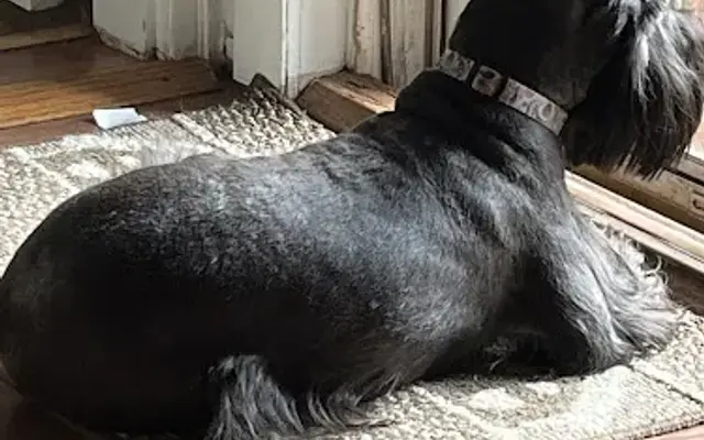 Cuts 4 Muttz in Wallace, NC