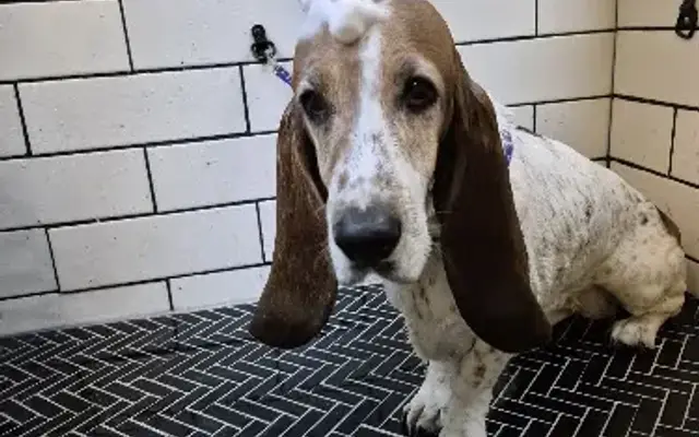 Just Stylin' Pet Grooming in Phoenix, AZ