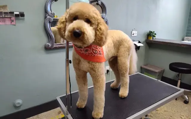 Fur Sure Grooming Studio in Phoenix, AZ