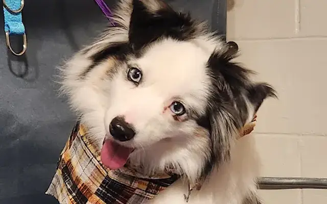 Devoted to Dogs in St Joseph, MI