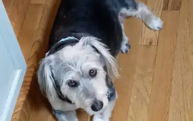 Amanda's Waggin' Tails in Manchester, MD