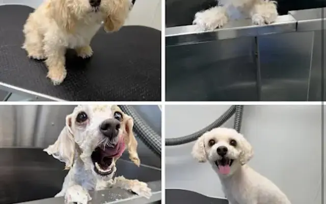 Bigfoot Pet Mobile Grooming in Rowlett, TX