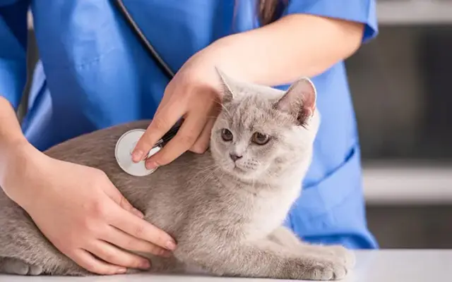 East Orange Animal Hospital in Orlando, FL