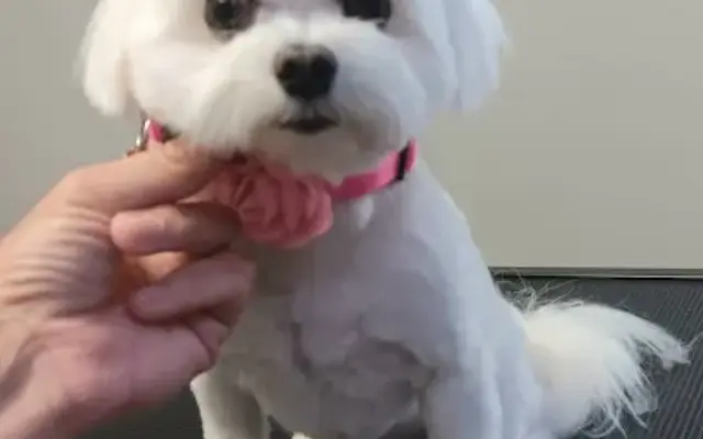 Allisons Dog Grooming in Palm City, FL
