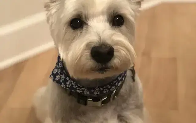Mutley Crue Pet Grooming in Pleasant View, TN