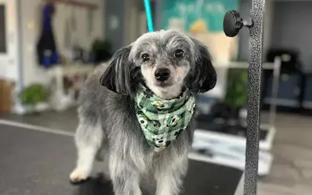 Sarah’s Grooming Creations in Granby, MA