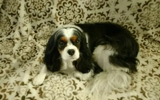 Kelly's Mobile Dog Grooming in Portland, OR