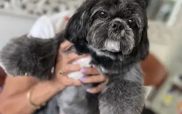 Kenny & Dolly's Grooming Place in Miami, FL