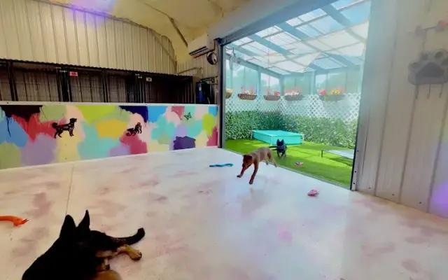 DogTalk DayCamp & Pet Hotel in Fort White, FL