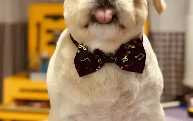 Wiggle Butts Grooming Salon in Hegins, PA