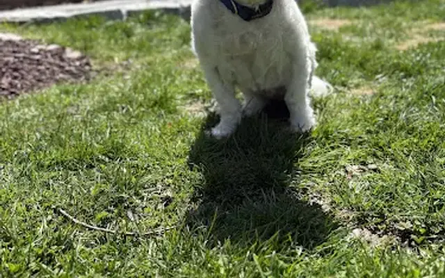 Kate's Pets Spa in North Dighton, MA