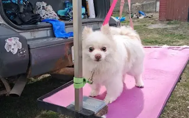 Puppy Paws Spa in Cambridge, NY