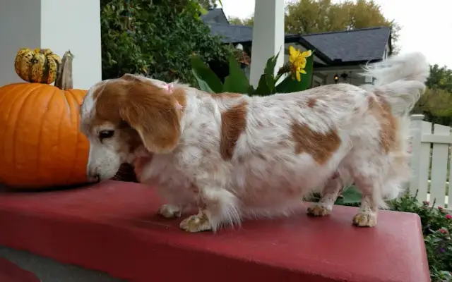 Champion Mobile Pet Grooming in Fort Worth, TX
