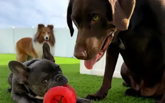 Unleashed Daycare & Grooming in Marble Falls, TX