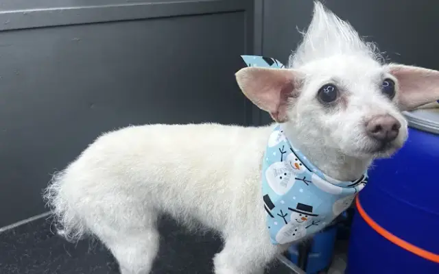 Hair Of The Dog Mobile Grooming in Swedesboro, NJ