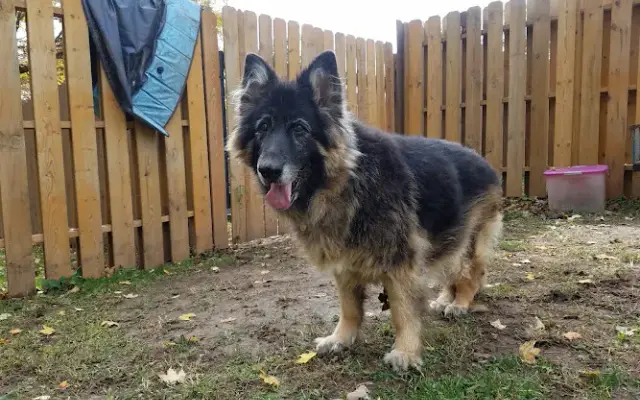 Shamrock Acres Country Kennels in Louisville, KY