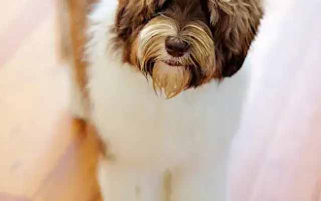 Bark of The Town Pet Salon in Clemmons, NC