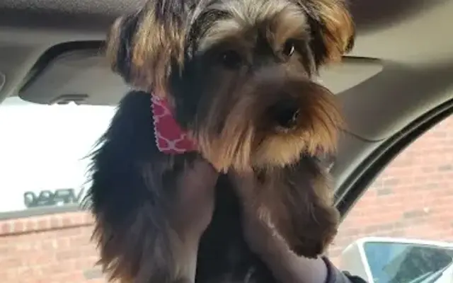 Glamour Grooming Pet Salon in Pleasant View, TN