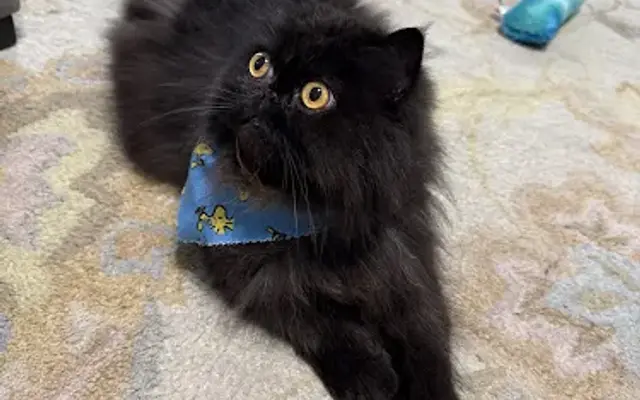 Fur-Vana Mobile Pet Spa in Kingwood, TX