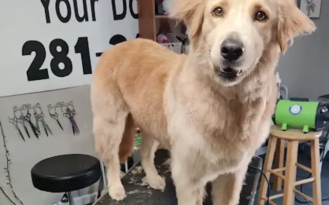 TLC on the Brazos Your Dogs Salon in Richmond, TX