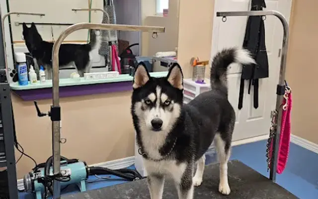 Heather B Grooming in Hamburg, NY