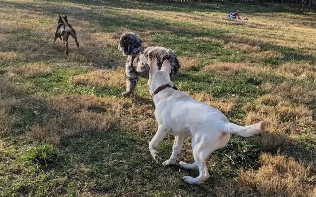 Hyped Hounds in Belleville, IL