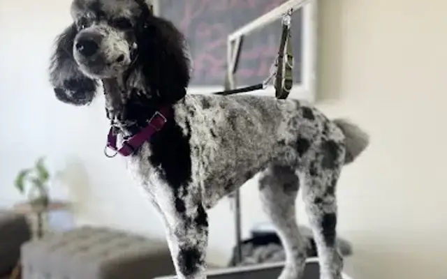 Franky Bruno pet grooming & spa in Marble Falls, TX