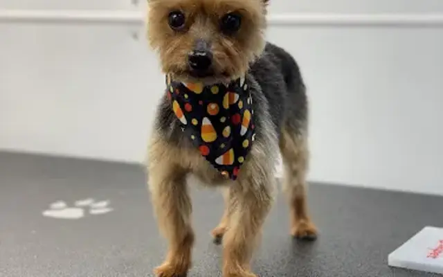 K9inc. Mobile Grooming in Pittsburgh, PA