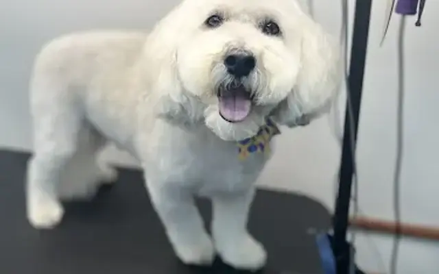 The Pet grooming Van in Columbus, OH