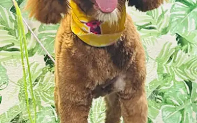 Alebrijes pet grooming in Cinnaminson, NJ