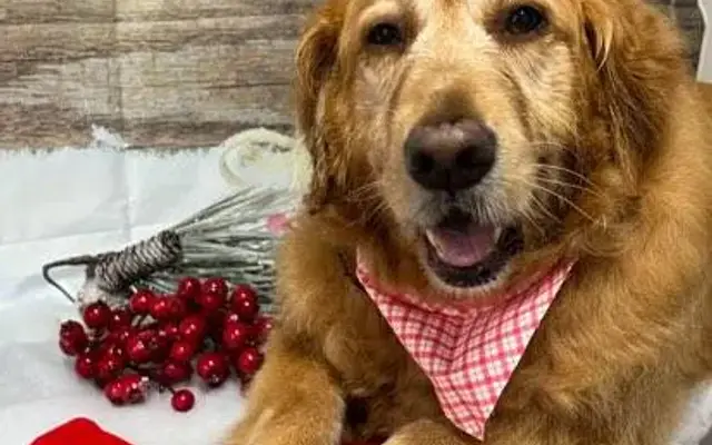 At Your Bark and Call Academy and Grooming in Port Orange, FL