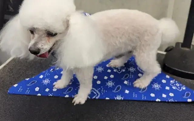 Country Kennel and Grooming in Greenville, TX