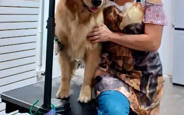 Rose's Grooming House, Inc. in Miami Springs, FL