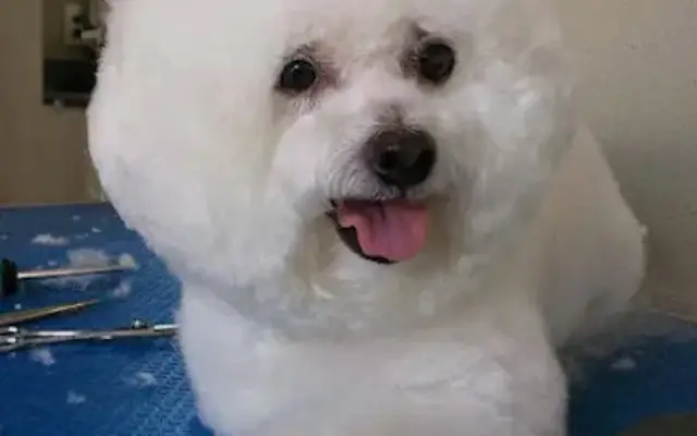 Precious Pet Styles in Lady Lake, FL