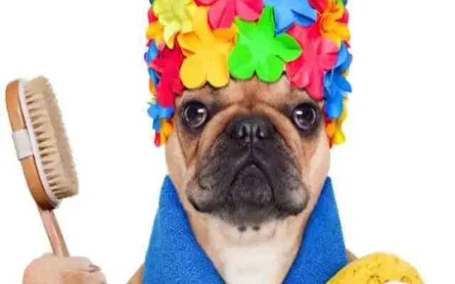 Bubble Puppies Grooming Boutique in Stockbridge, GA