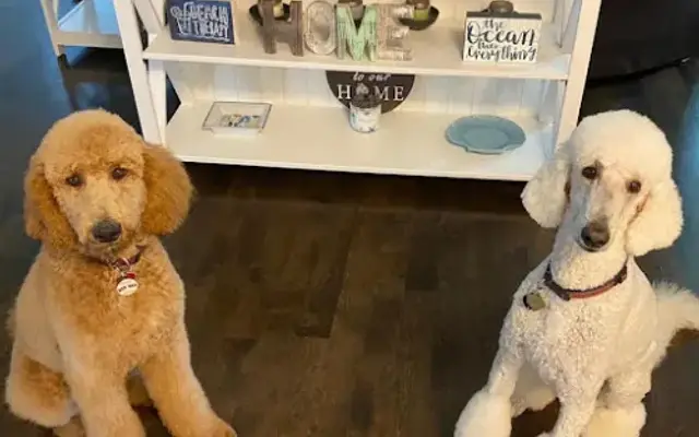 European Dog Grooming in Marblehead, MA