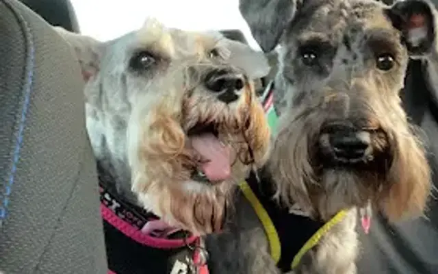 Pampered Pooch in Watertown, NY