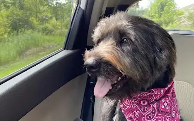 Elite Pet Grooming in Hawley, PA