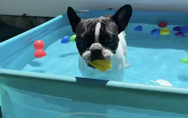 Pawsome Pet Resort Nyc in Cambria Heights, NY