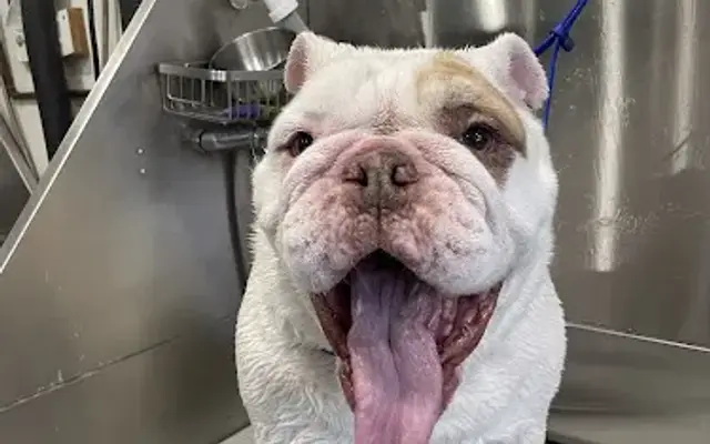 Puppy Spa Dog Grooming in Los Angeles, CA