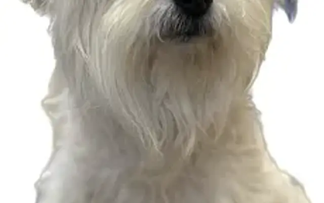 Zen Pet Spa LLC in Spokane, WA