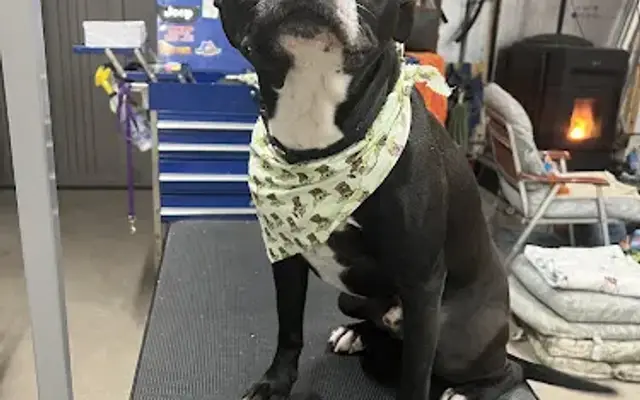 Groomer Girls Pet Salon in Kingsley, MI