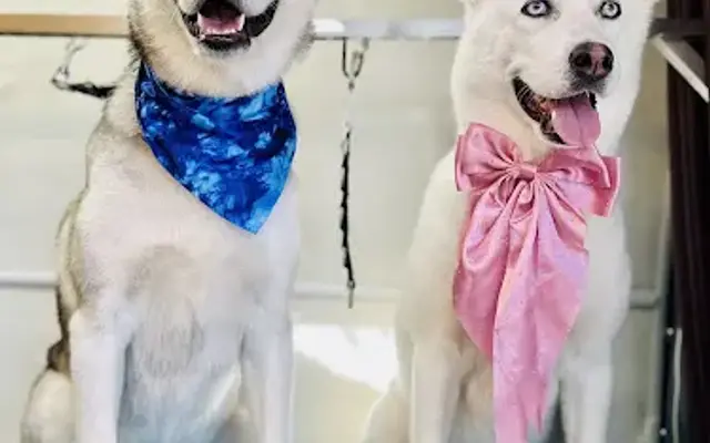 The Velvet Hound Mobile Grooming Studio in Anthony, NM